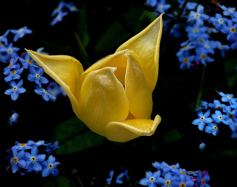 Blume  PICT 5074_1_Bildgröße ändern.jpg